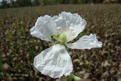 Papaver somniferum